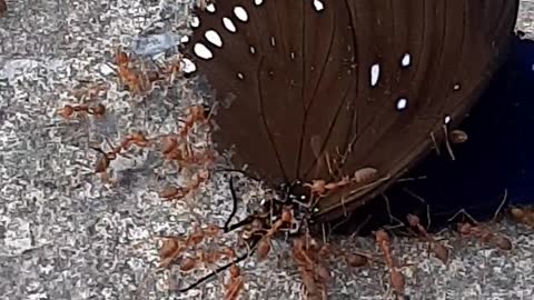 Ants catch butterflies