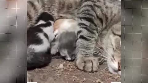 Rescue mom cats and puppy from the street