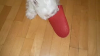 Playful little Westie