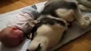 The dog that can calm a baby😍