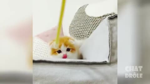 Cute Is Not Enough - Best Funny Cat Videos - Cats being cats