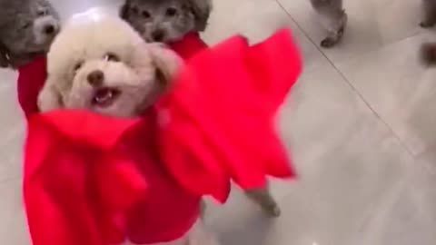A group of dancing puppies！