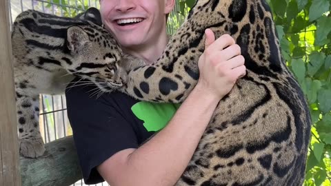 (300) CLOUDED LEOPARD LICKS MY FACE🐯👅 - YouTube
