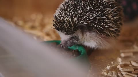 Tiny Hedgehog eating from a bowl