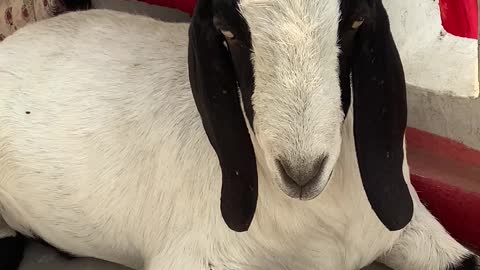 MY WHITE MALE GOAT FELLS BOREING IN FORNT OF CAMERA.
