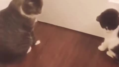 Funny Cat Videos 10 - You will Laugh So Hard