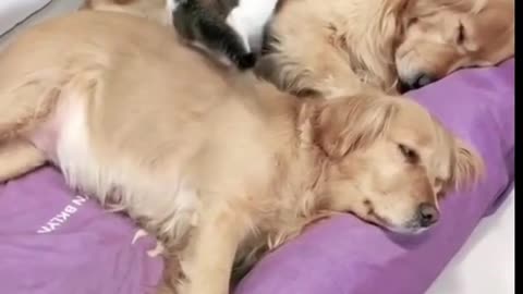 A cat sleep with two dog short video
