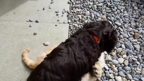 Australian Cobber dog Puppies