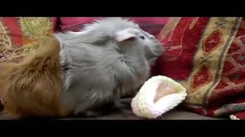 Rory the guinea pig shows off his new knitted hats!!