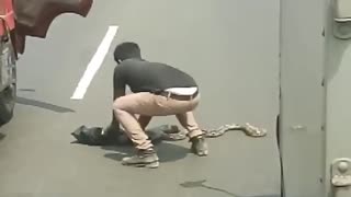 This Driver Rescuing a Snake from Busy Road
