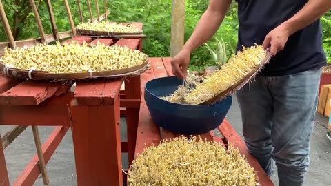 Grow Bean Sprouts Using This Method, You can harvest all year round - Bean Sprouts growing at home