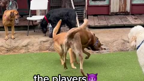 the types of dogs atLAKSPLASAMOREdaycare