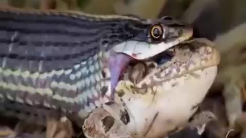 The striped snake eats the frog alive