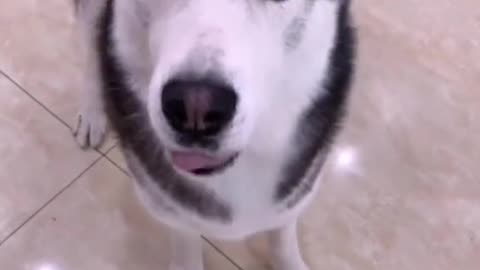 😍Cute and funny dog video🤣