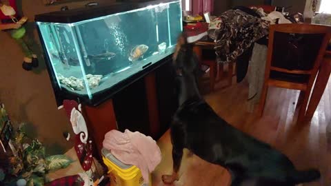 Doberman Suspicious of Fish