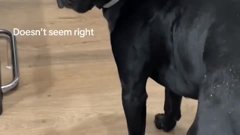 Dog won't eat before prayer