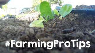 Transplanting Spinach