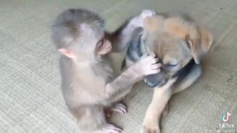 Monkey & Dog Time Together 🙉🐕