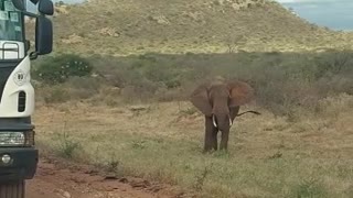 Elephant by the roadside in Kenya