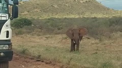 Elephant by the roadside in Kenya