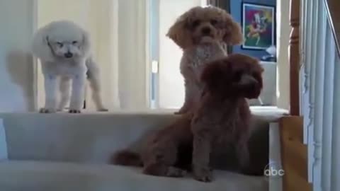 Super Hilarious Guilty Dogs Compilation