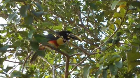 Pantanal Matogrossense: A Wild Paradise