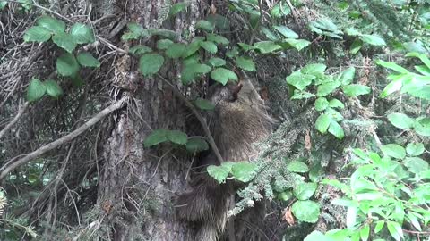 porcupine tree climbing