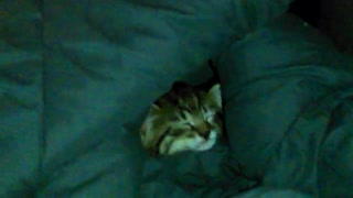 Little Kitten Falls Asleep in Blanket.