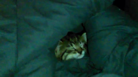 Little Kitten Falls Asleep in Blanket.