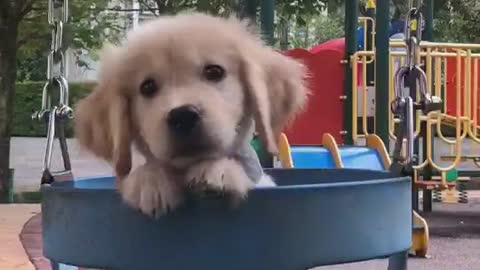 Puppy who enjoys swinging.