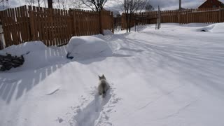 A small husky puppy will conquer the snowy plains