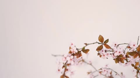 cherry-blossom-branches-in-a-vase