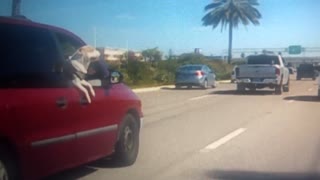 Dog Jumps From Van During Sudden Stop