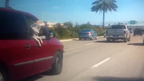 Dog Jumps From Van During Sudden Stop