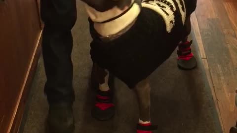 Dog in black sweater and snow boots eating treat