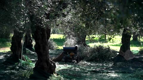 Greek olive growers battle thieves as crop price rises