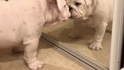 Check Out This Bulldog Puppy Thoroughly Confused By Mirror Reflection