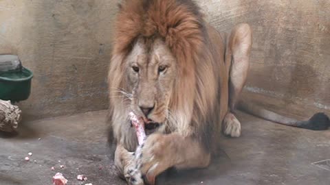 The lion's dinner.