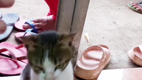 Cat having High Five