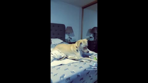 Funny Dog Reaction To Their Owners Barking At Them Manoacademy11