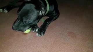 Omg why eat my tennis ball