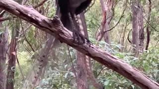 Lyrebird Mimics the Calls of Many