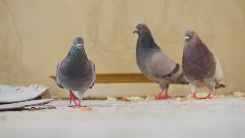 Wonderful homing pigeon