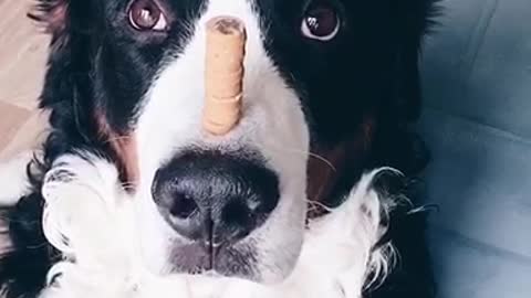 Black white dog balancing treats on nose treats fall over