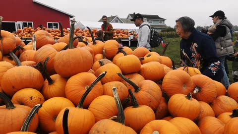 Pumpkin patch 10/21 2023