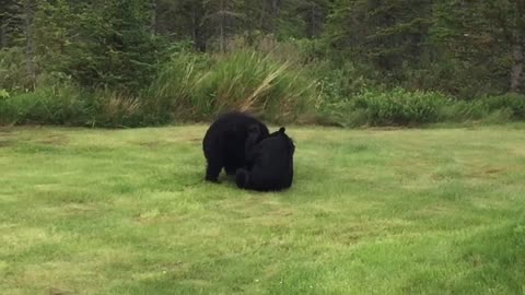 Bear Cubs Play in Woman's Yard