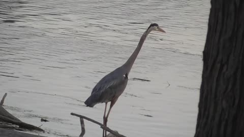 10 Toussaint Wildlife - Oak Harbor Ohio