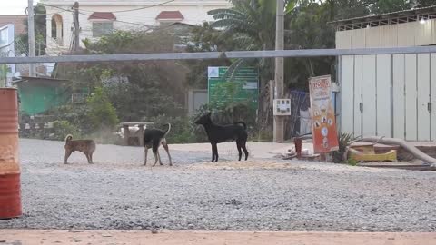 Streetdog!! Black Labrador Retriever Vs German Shepherd Dog In The Summer Very Satisfied Style......