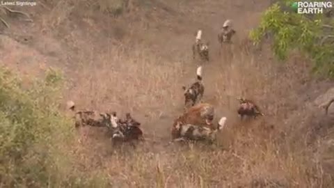 When hyenas and African wild dogs clash