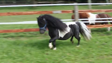 Cute two small horse walking video ever 😍🔥